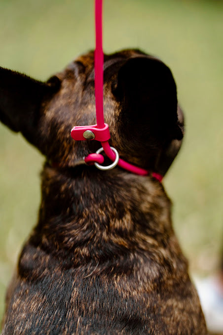 Rolled Slip Leash – Top Dog Gear - Main Image