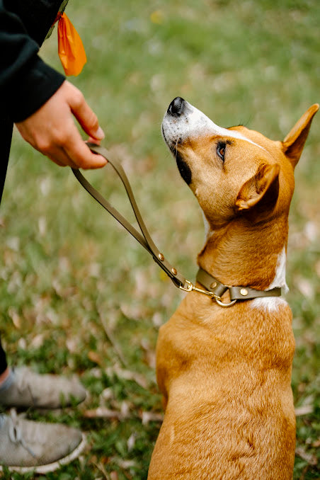 Dog collar with grab handle hotsell