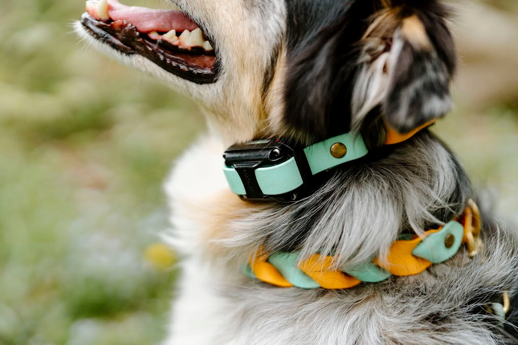 Dog strap on best sale