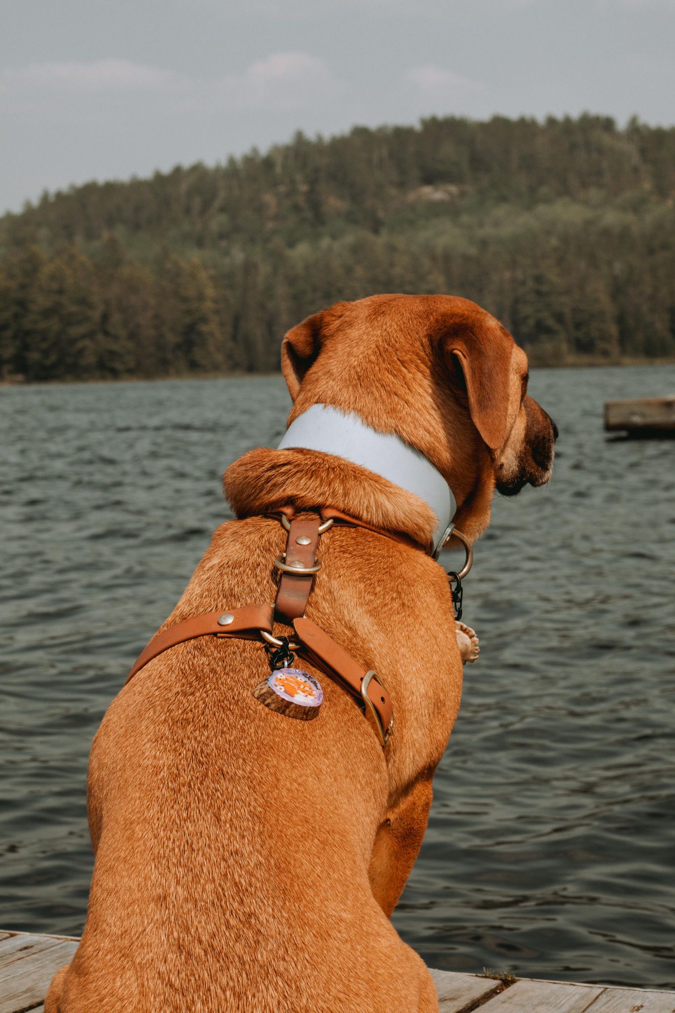 Nice dog outlet harness