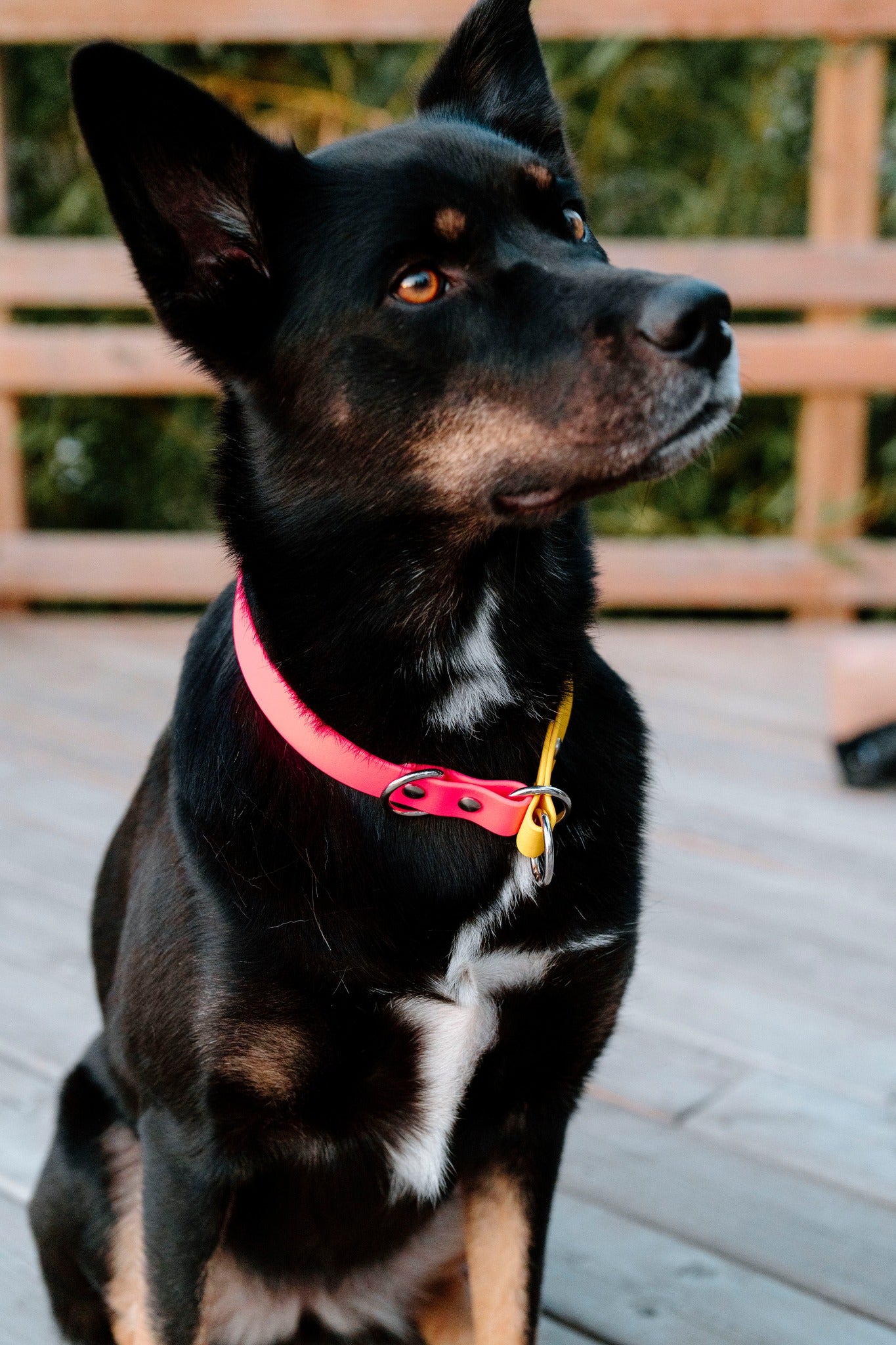 Dog slips out of collar best sale